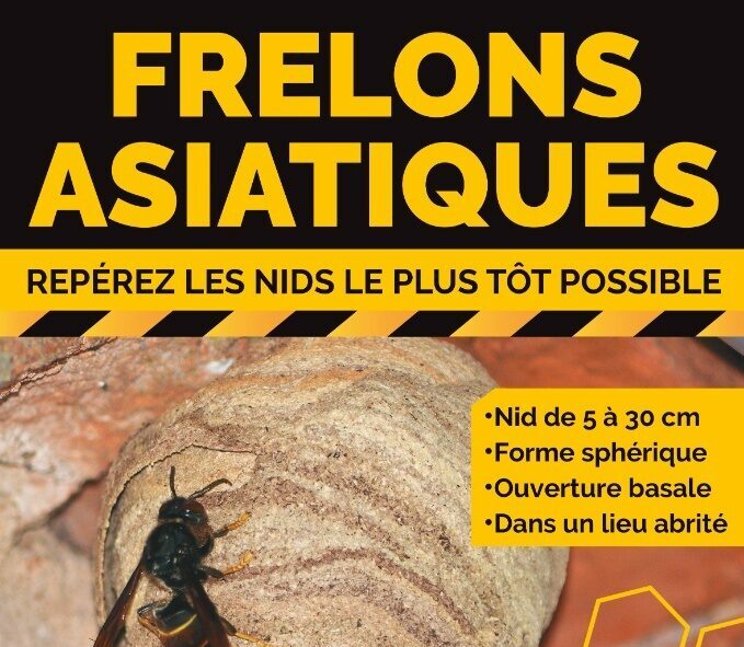 Lutte contre le frelon asiatique : destruction des nids prise en charge à 100 %