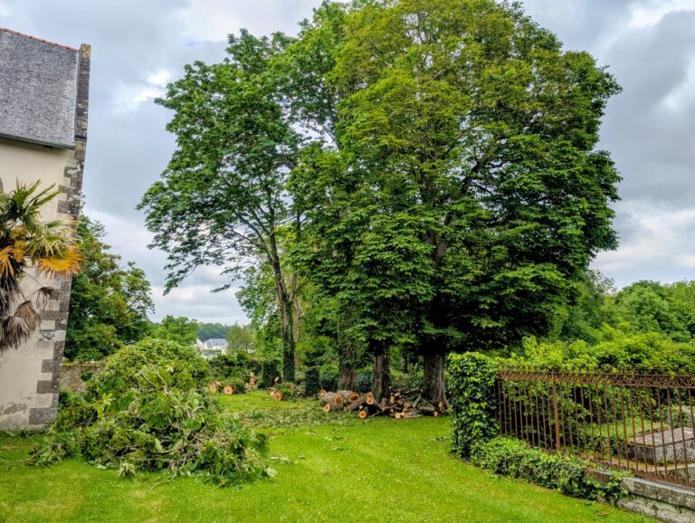 Travaux d’élagage aux abords de l’église